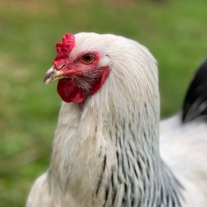 Meet your Posher, Shannon